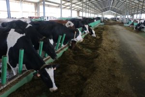 Lire la suite à propos de l’article [Le tribunal administratif d’Orléans suspend un arrêté portant autorisation temporaire d’exploiter un élevage de 550 vaches laitières]