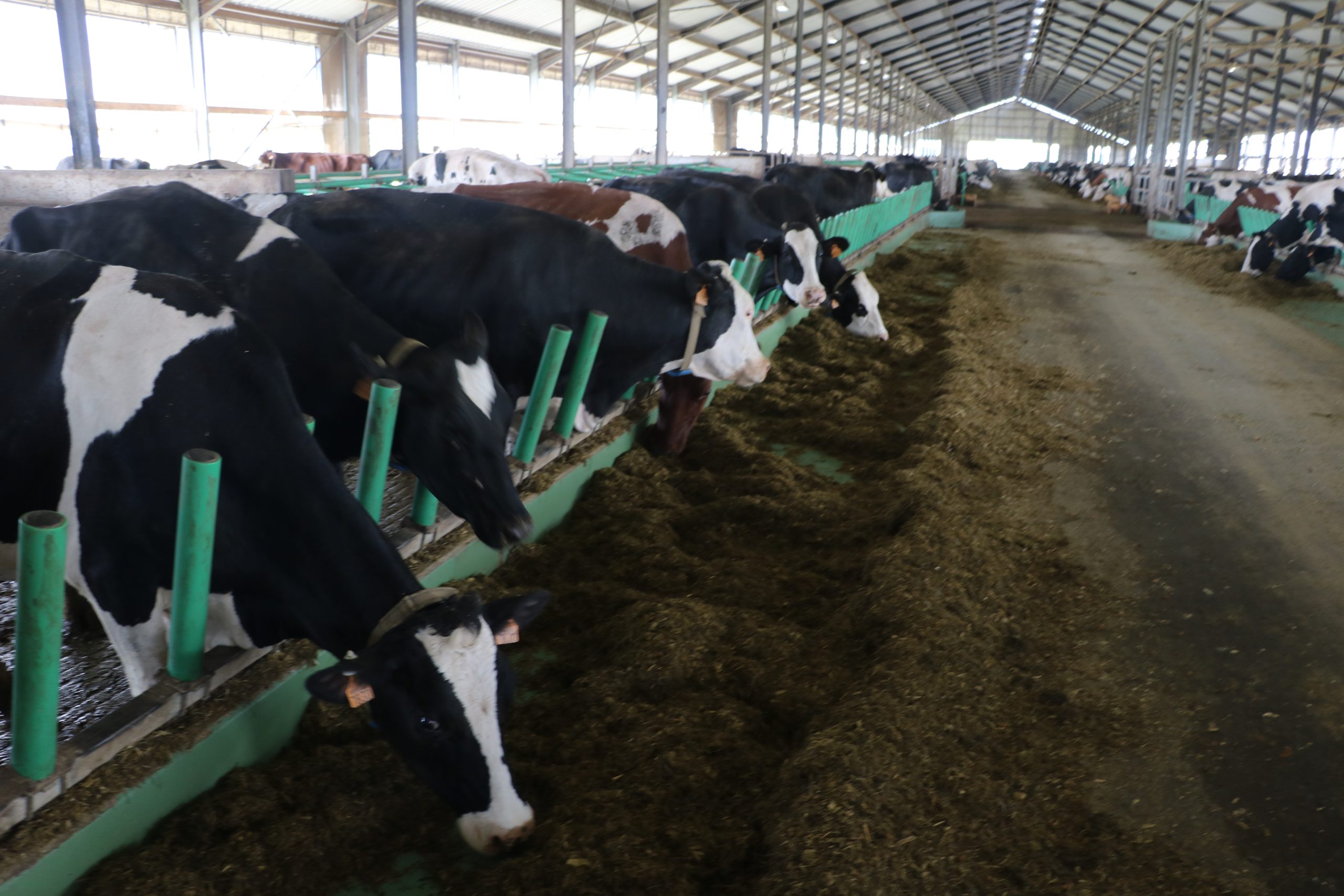 You are currently viewing [Le tribunal administratif d’Orléans suspend un arrêté portant autorisation temporaire d’exploiter un élevage de 550 vaches laitières]